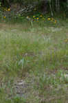 Longleaf buckwheat